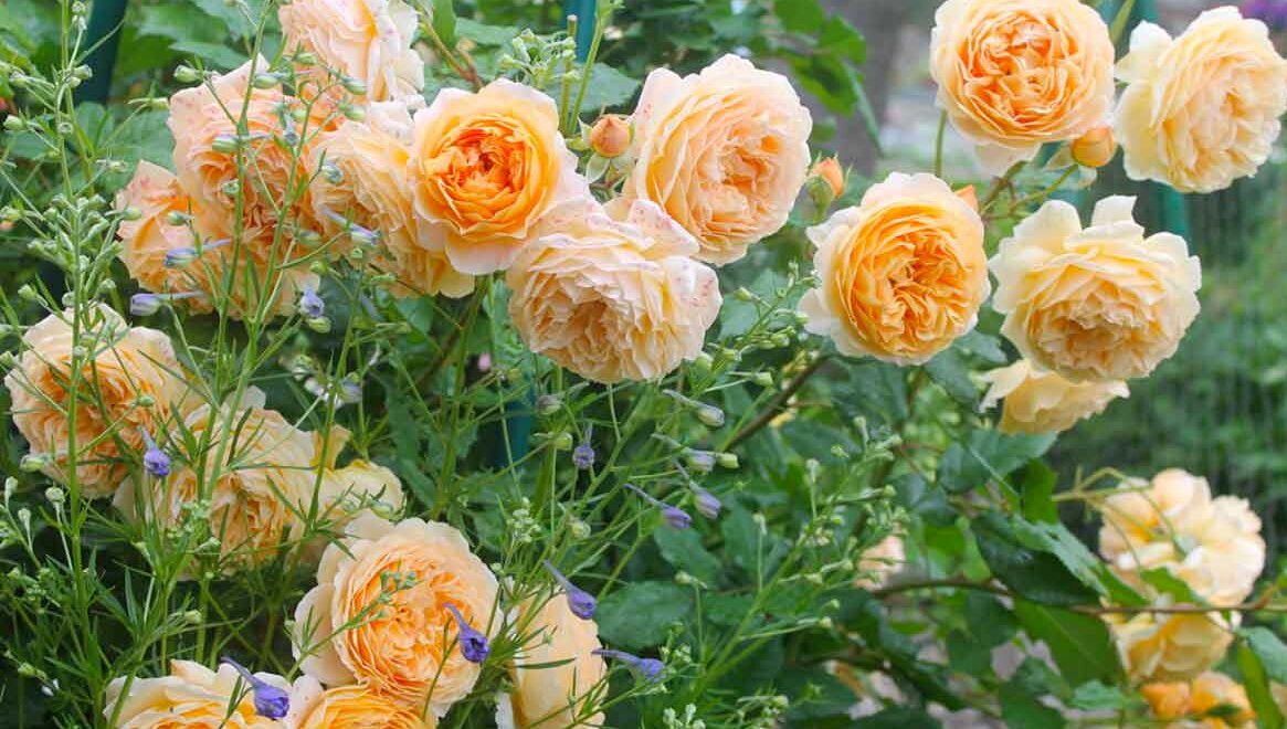 Classement des meilleures variétés de roses d'Austin pour 2025