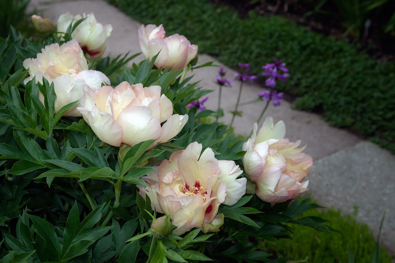 Rating of the best varieties of peonies for 2025