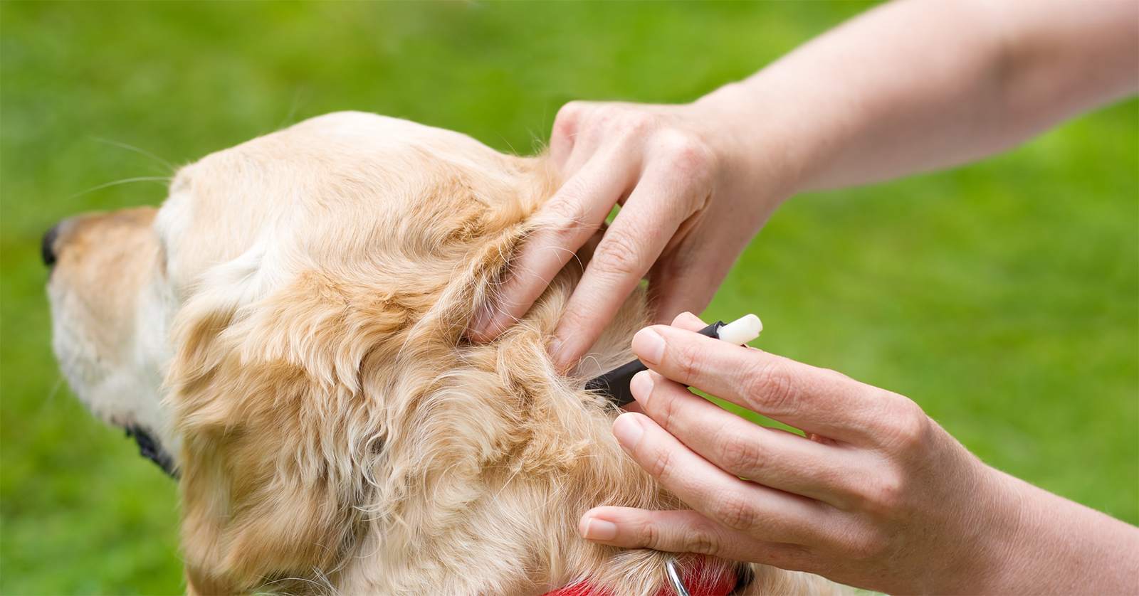 Classement des meilleures pilules anti-tiques pour chiens en 2025