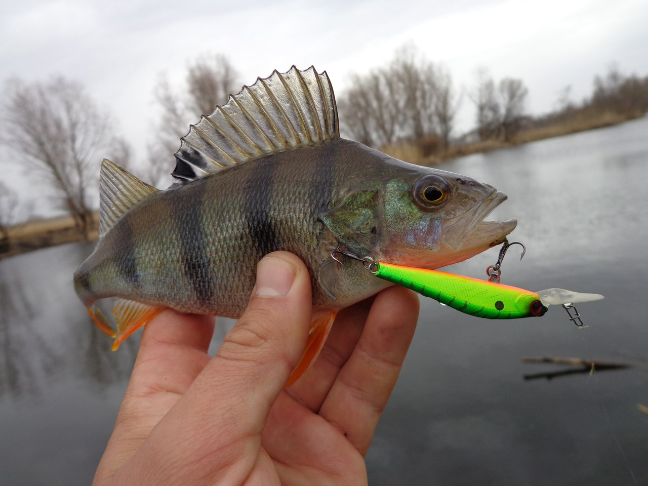 Rating of the best wobblers for perch for 2025