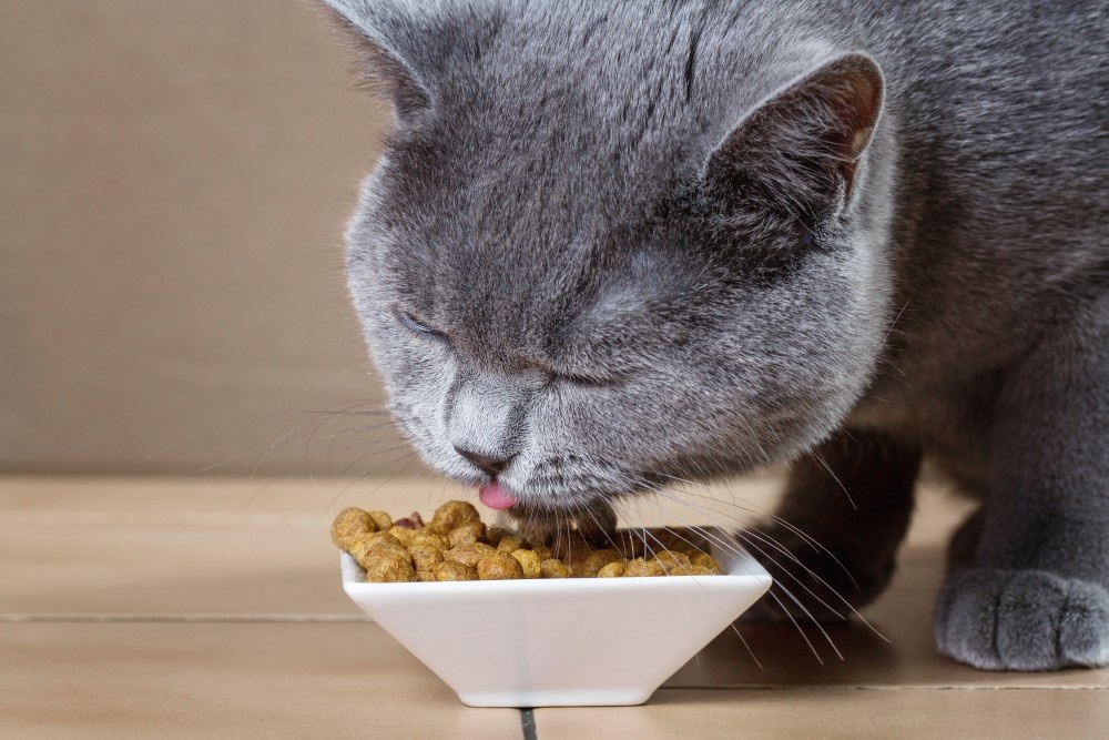 Ranking of the best hypoallergenic cat food for 2025