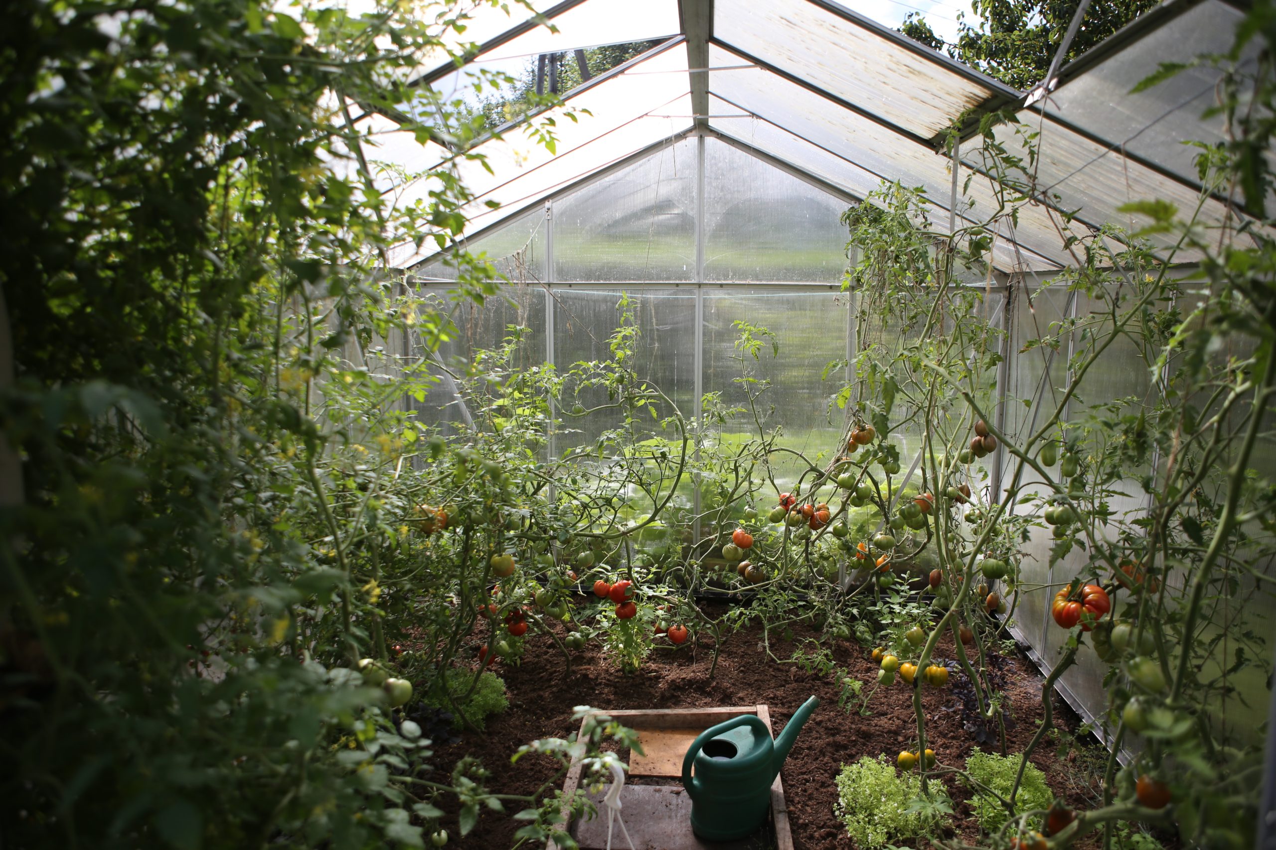 Classement des meilleures variétés de tomates pour serres pour 2025