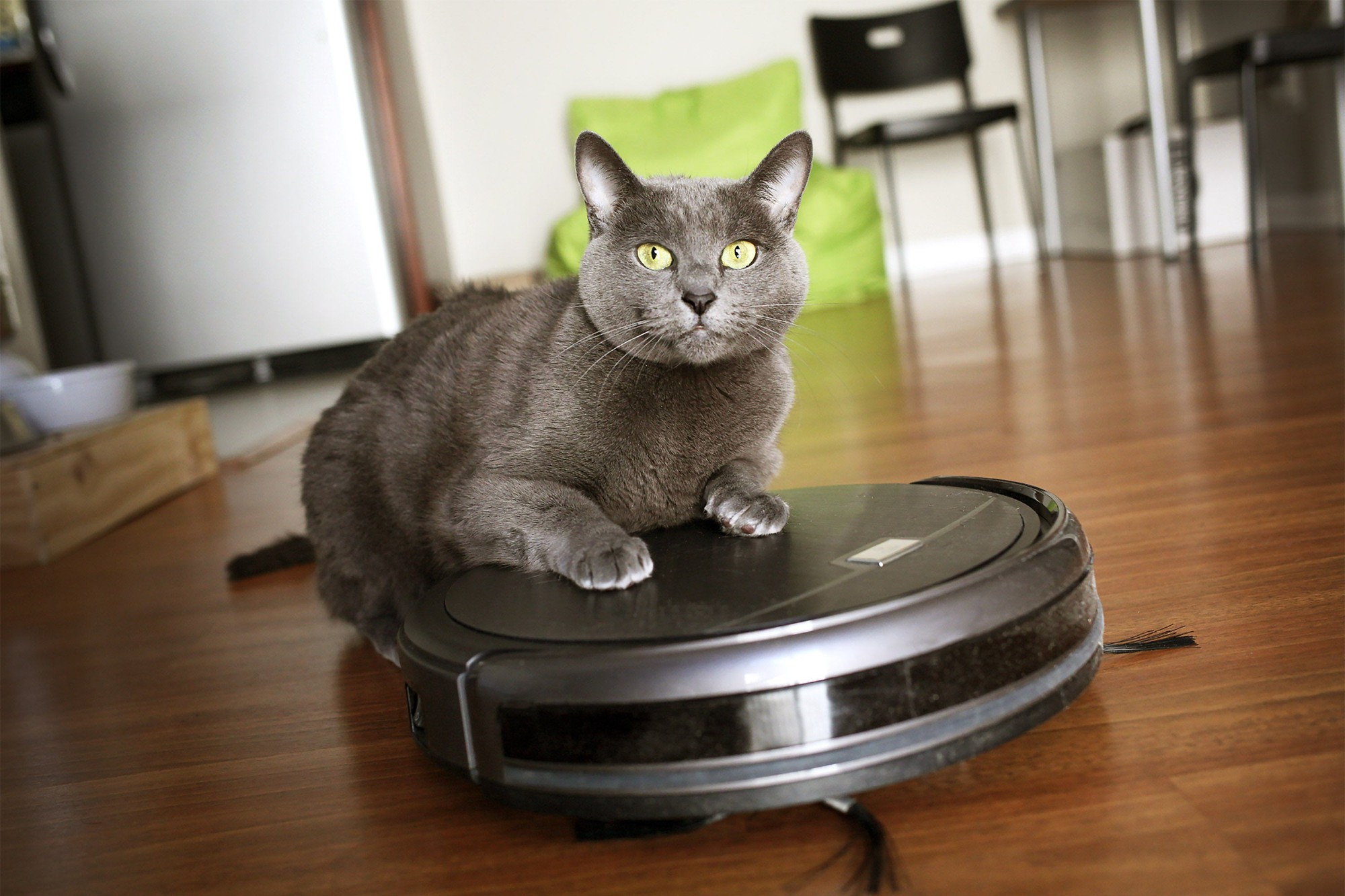 Ranking of the best robot vacuum cleaners for animal hair for 2025