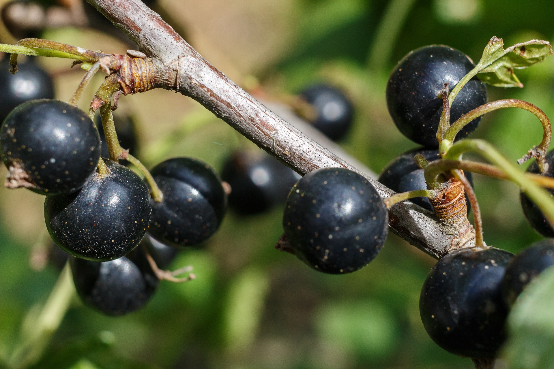 Rating of the best blackcurrant varieties for the Moscow region for 2025