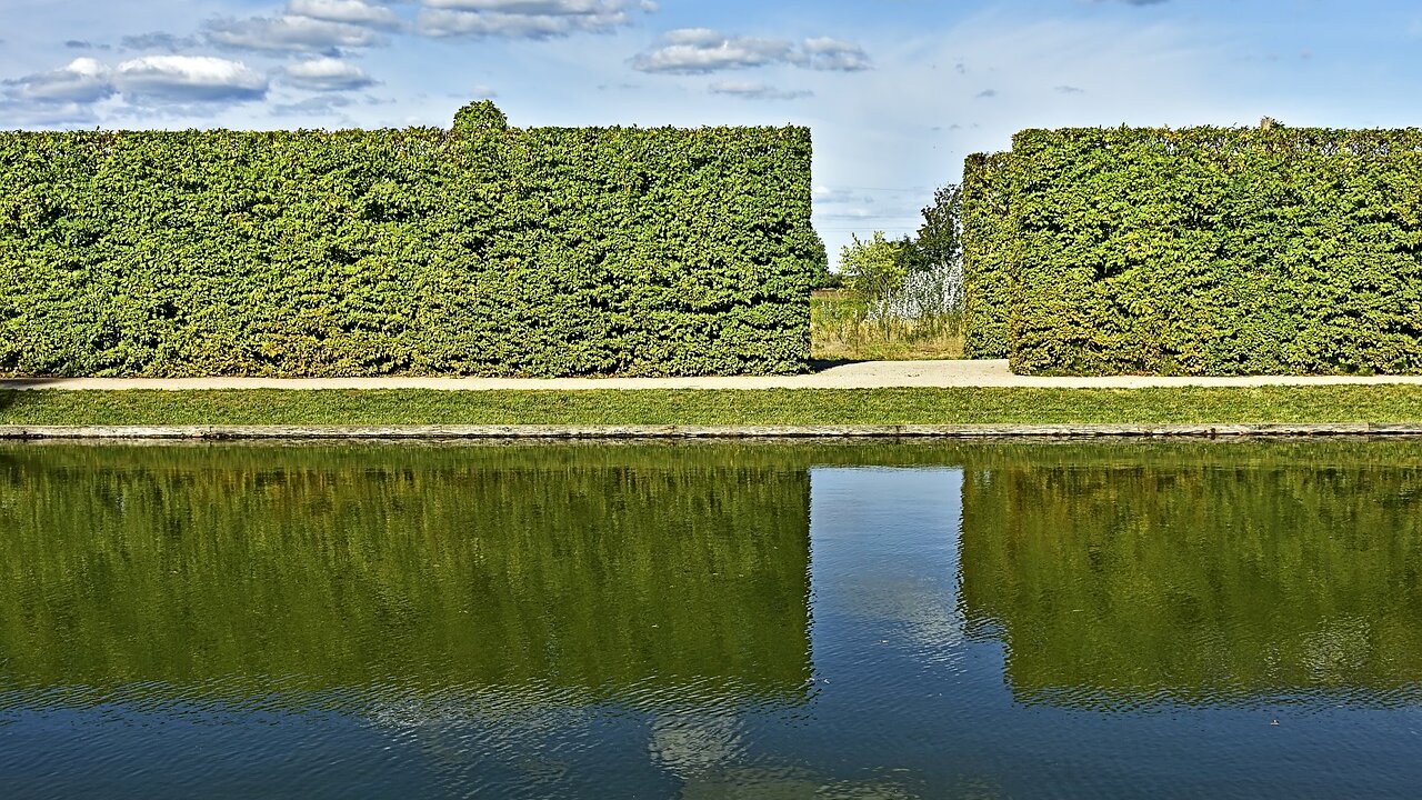 Classement des meilleures plantes de haies pour 2025