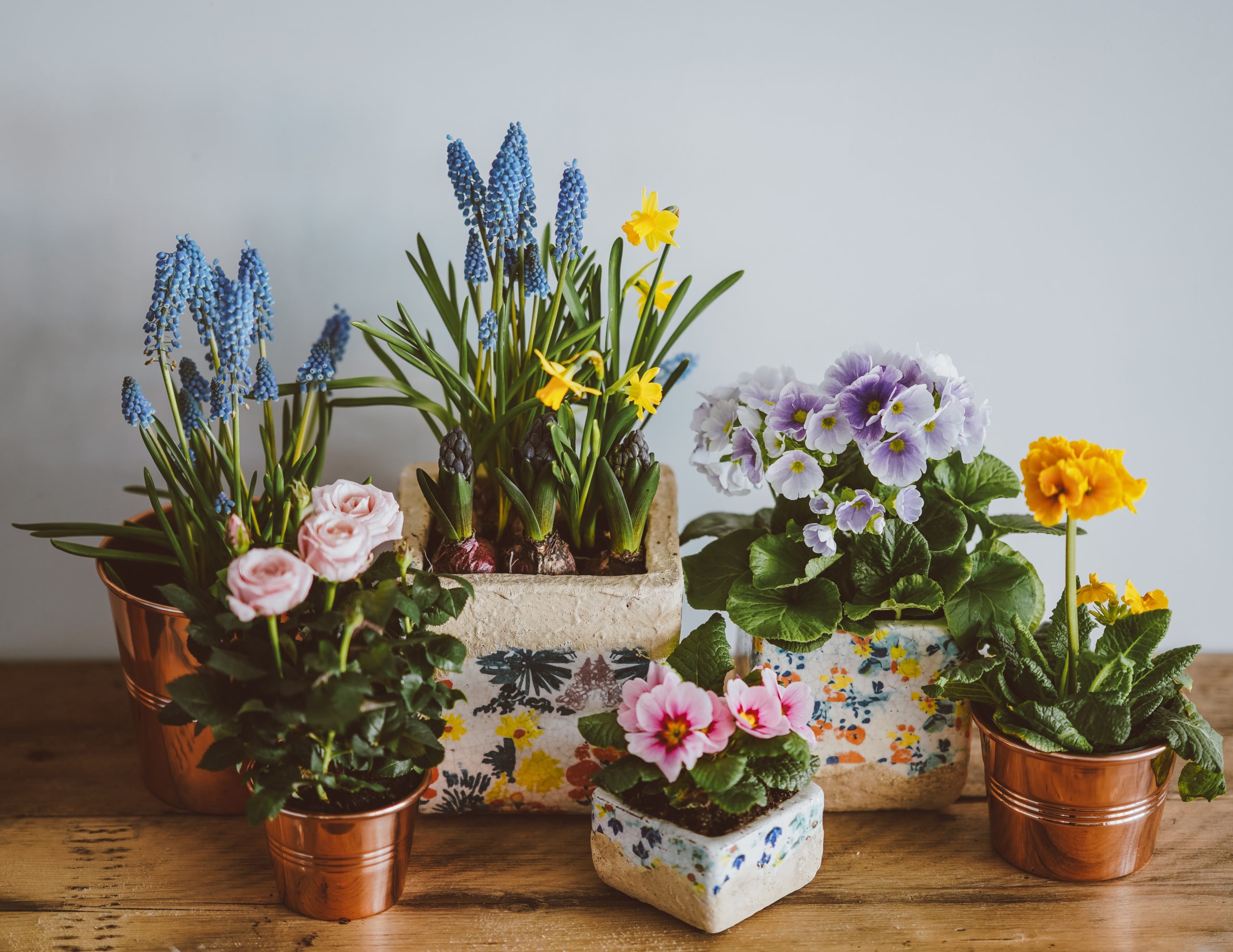 Classement des plus belles fleurs d'intérieur pour 2025