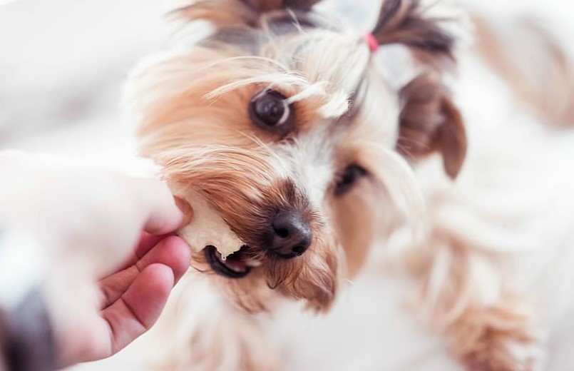 Ranking of the best dog treats for 2025