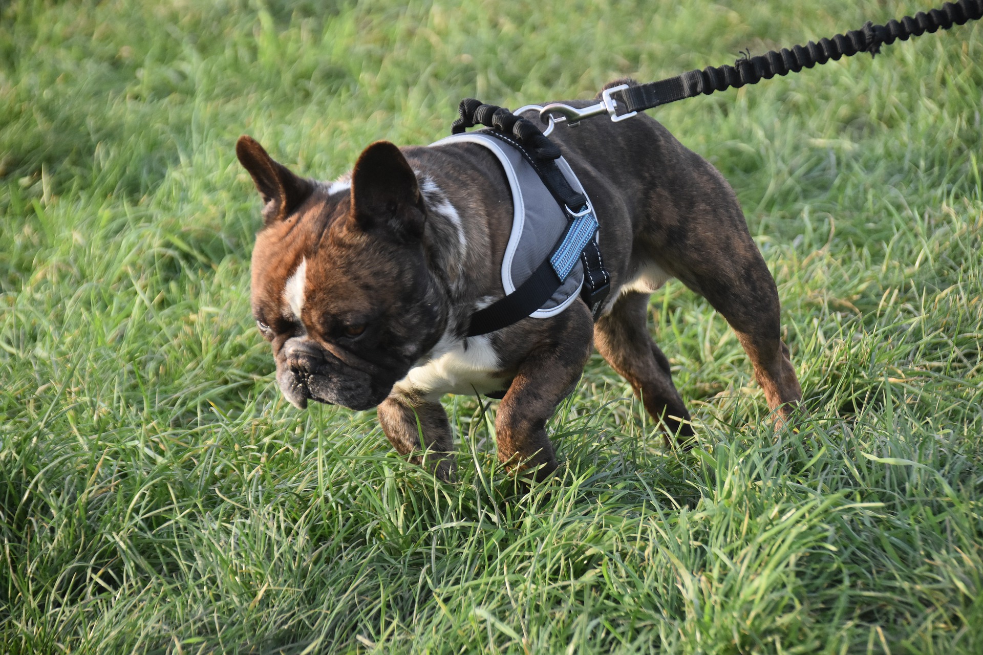 Ranking of the best dog harnesses and collars for 2025