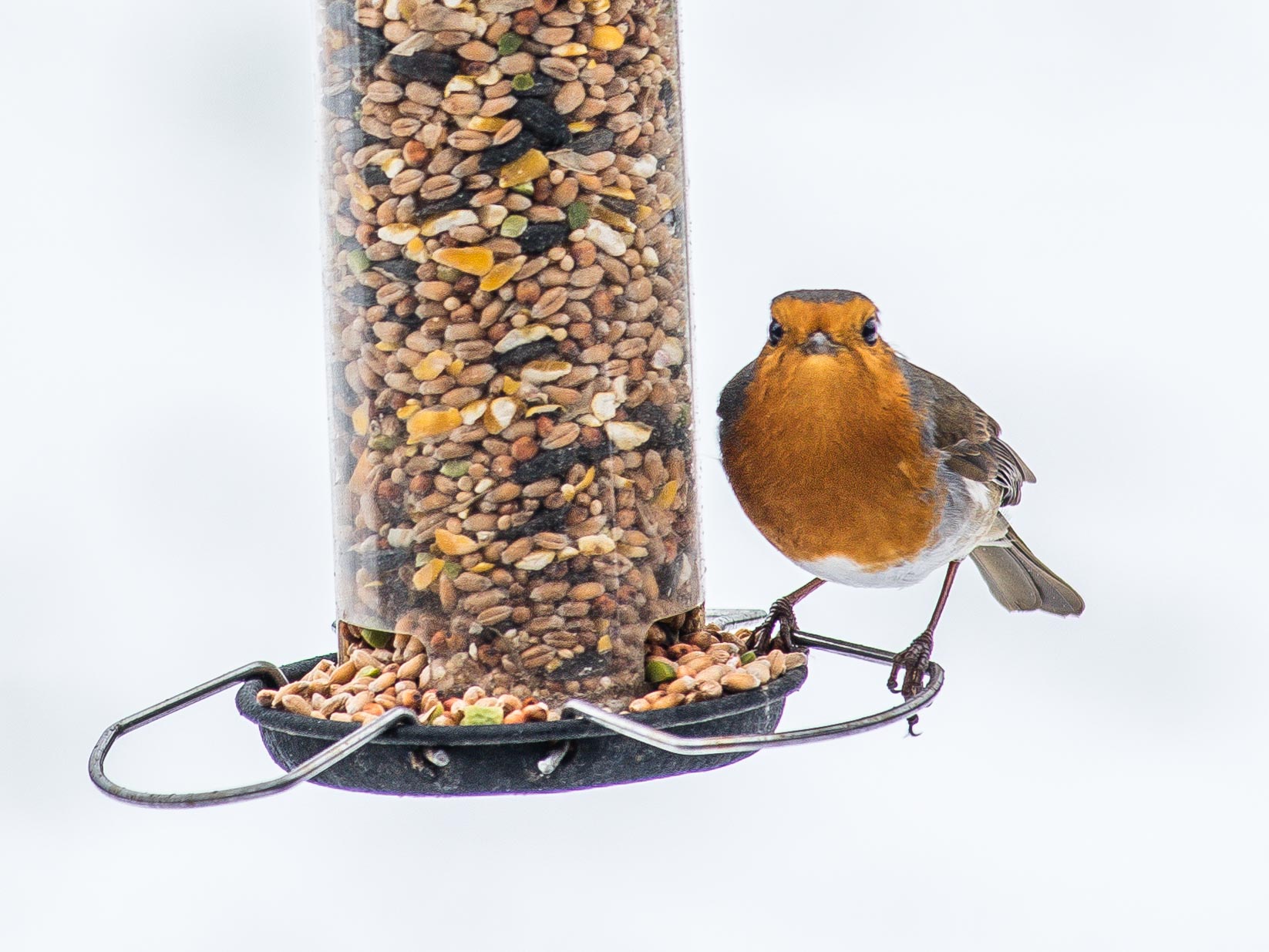 Classement des meilleurs vitamines et suppléments pour oiseaux pour 2025