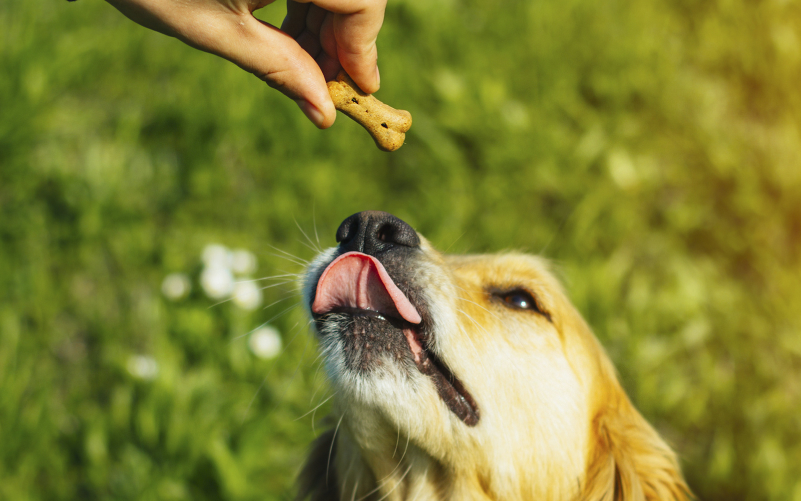 Classement des meilleures friandises d'éducation canine pour 2025