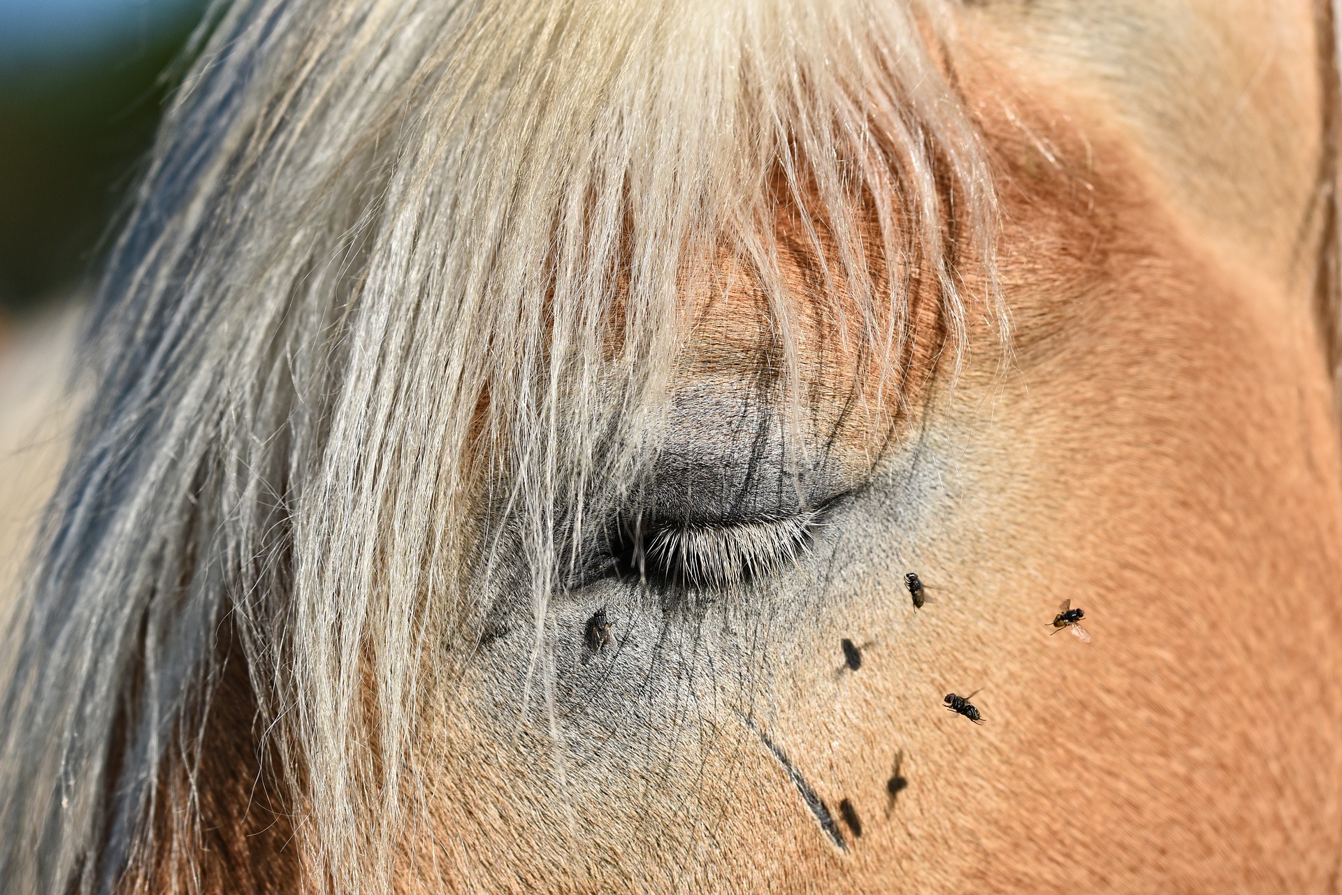 Ranking of the best horse repellants for 2025