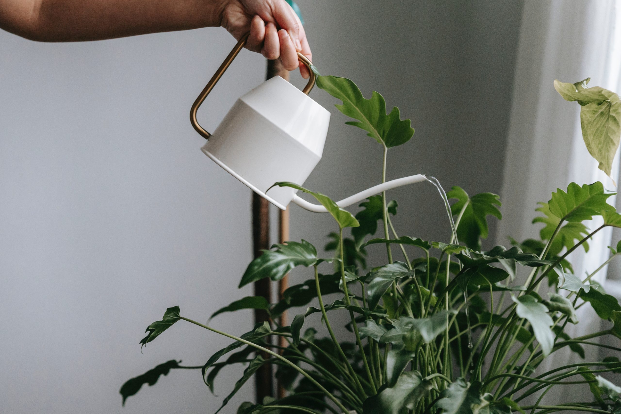 Rating of the best watering cans for indoor plants for 2025