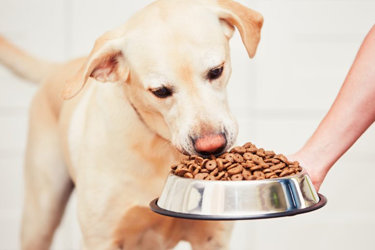 Ranking of the best food for Labradors for 2025