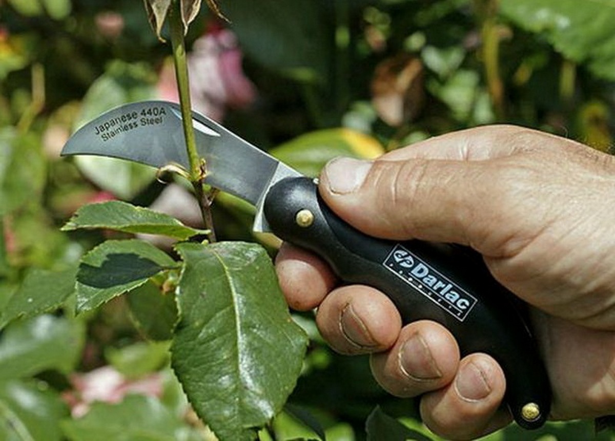 Rating of the best grafting knives for 2025