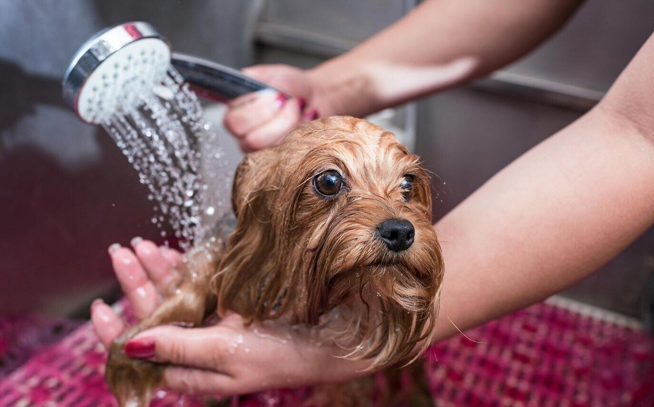 Classement des meilleurs produits pour laver les pattes des chiens après la marche pour 2025