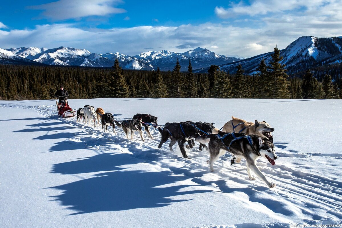 Les meilleurs chiens de traîneau pour 2025 : examen des races