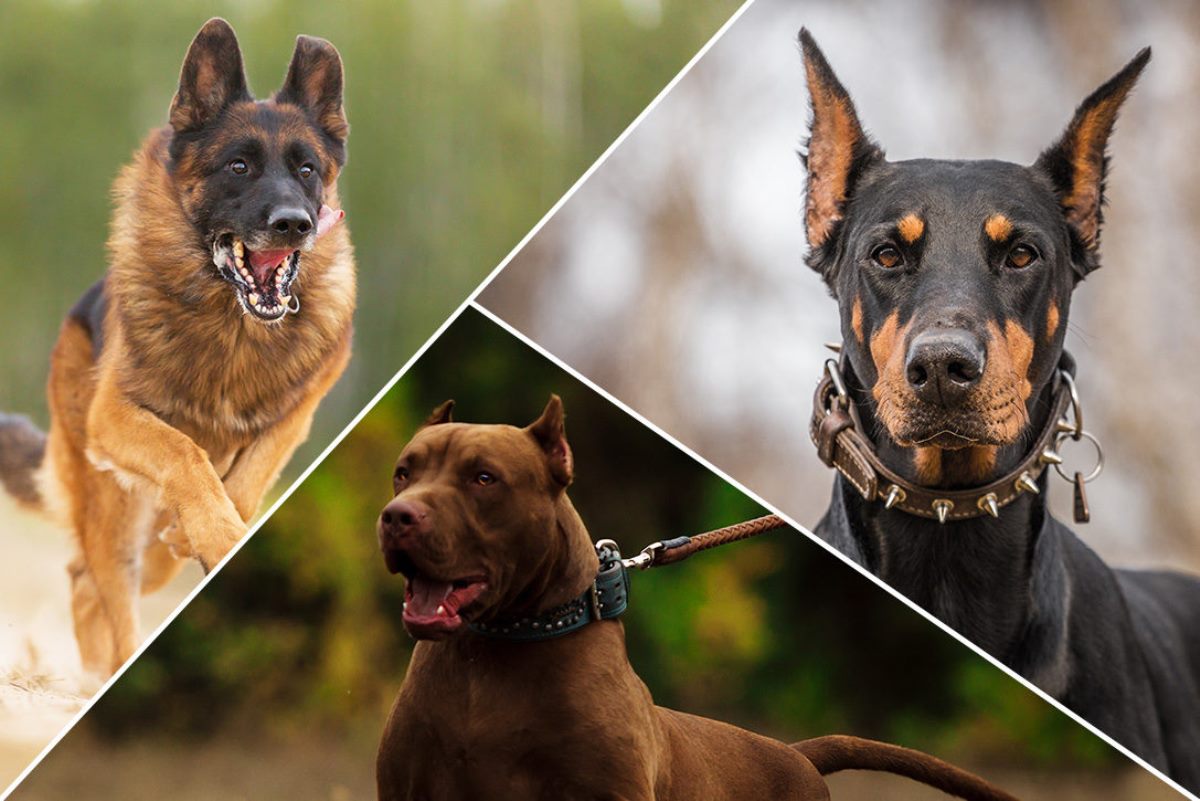 Ranking of the best dog breeds for protection for 2025