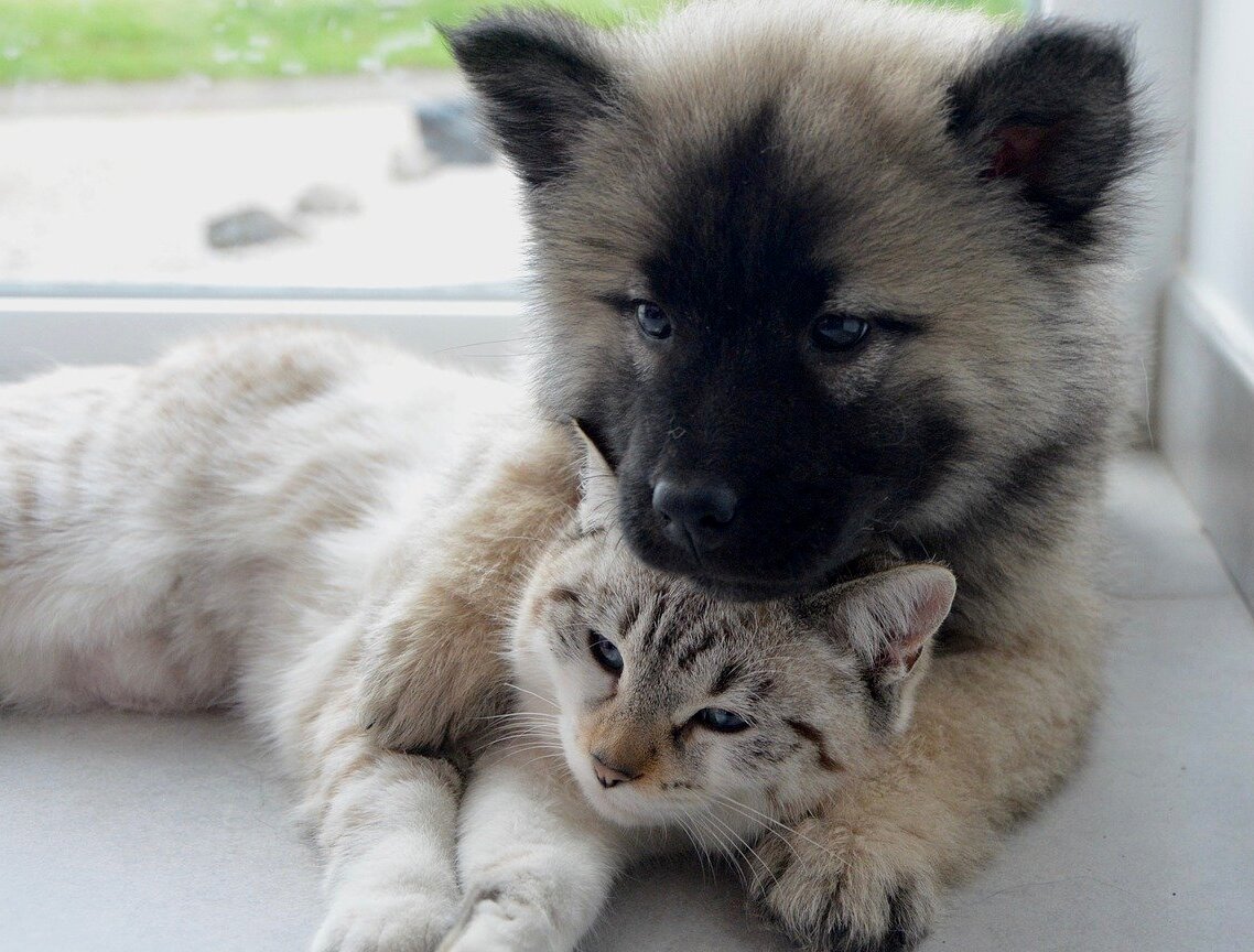 Classement des meilleurs remèdes contre les puces pour chats et chiens pour 2025