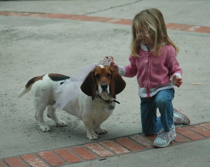 Classement des meilleures races de chiens pour enfants pour 2025