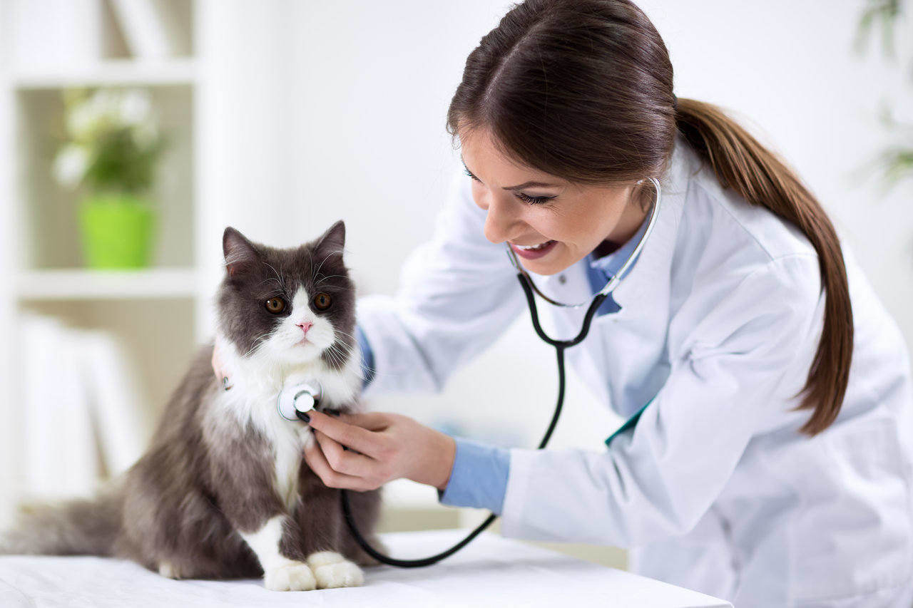 Rating of the best veterinary clinics in Moscow for 2025