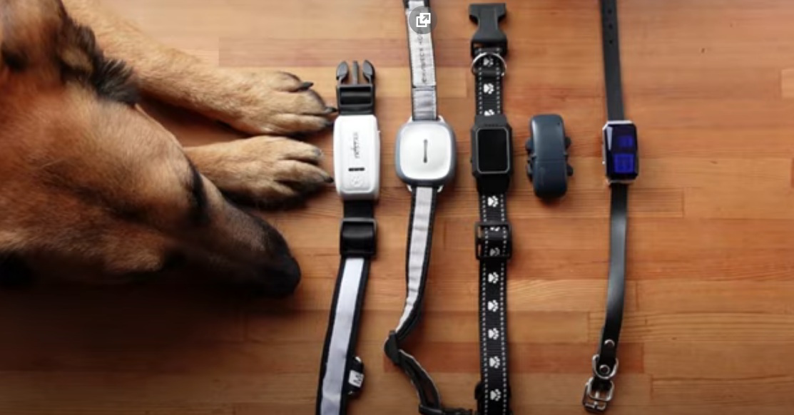 Ranking of the best GPS collars for dogs for 2025