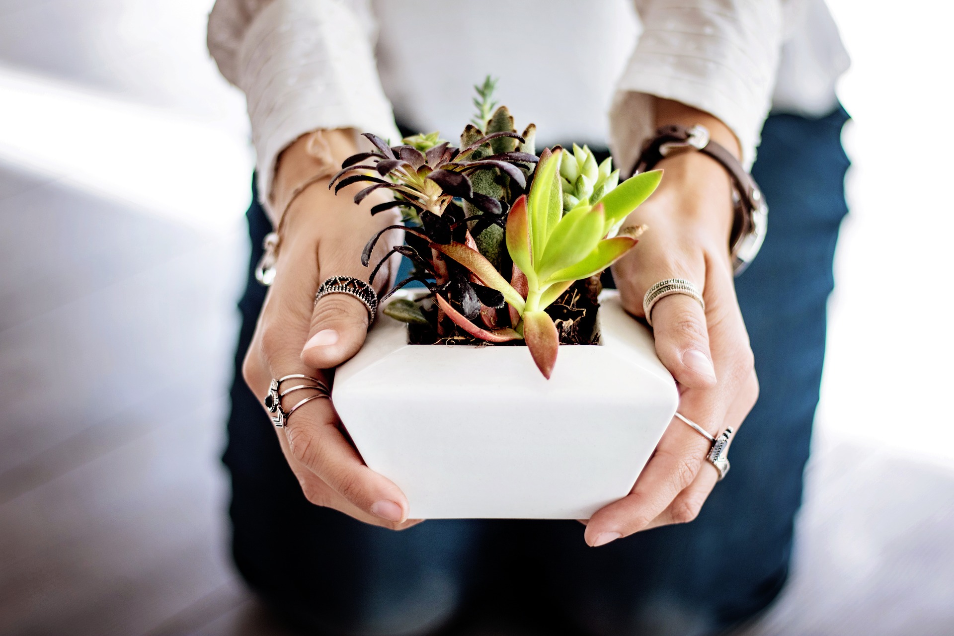 Classement des meilleures plantes d'intérieur pour asthmatiques en 2025