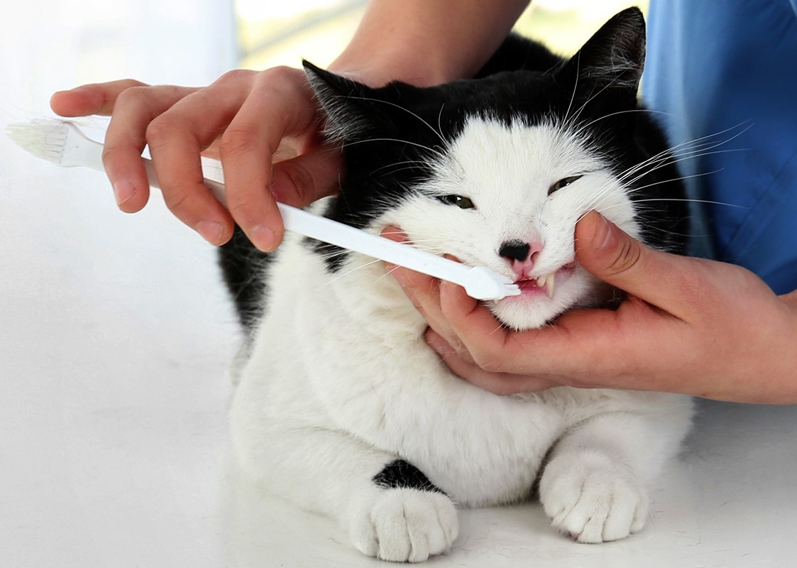 Ranking of the best toothbrushes for cats for 2025