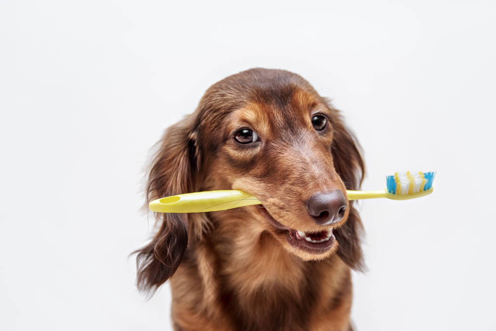 Classement des meilleures brosses à dents pour chien en 2025