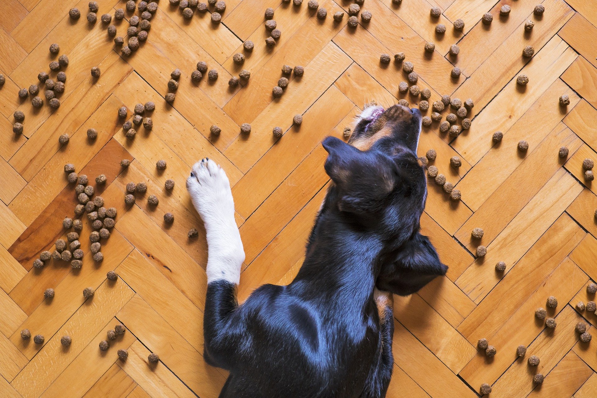 Classement des meilleurs fabricants d'aliments pour animaux de compagnie pour 2025