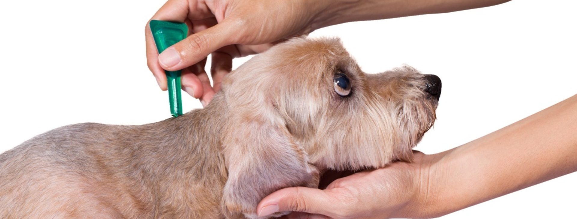 Ranking of the best tick drops for dogs for 2025