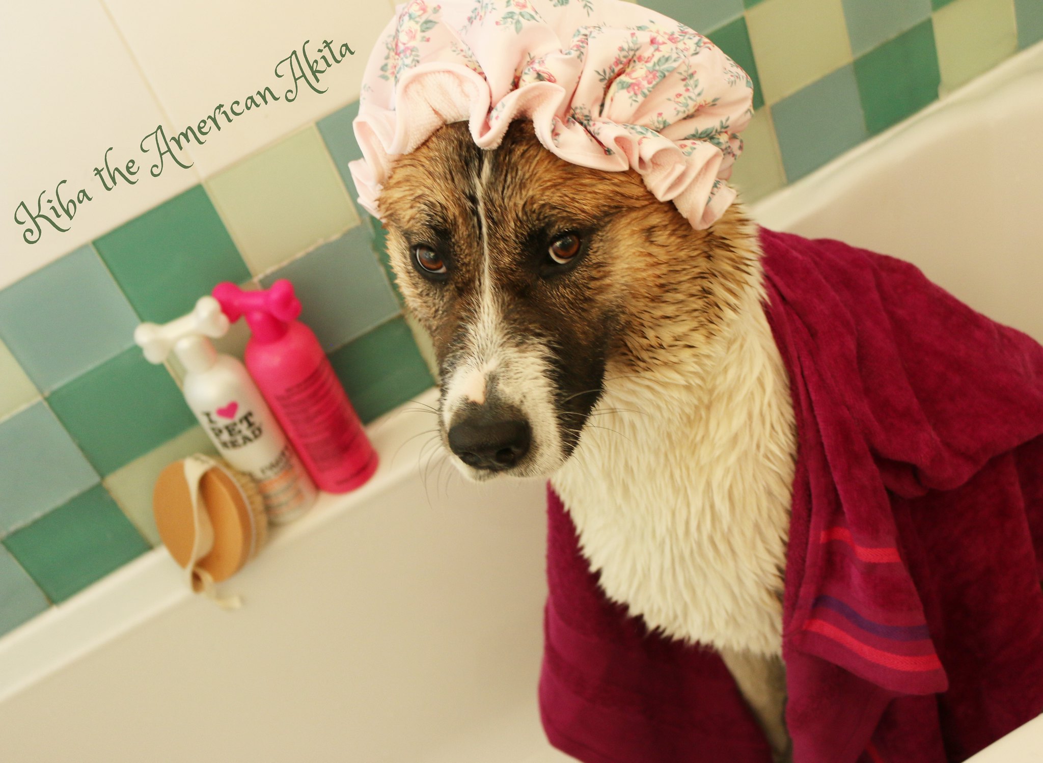 Ranking the best dog towels for 2025