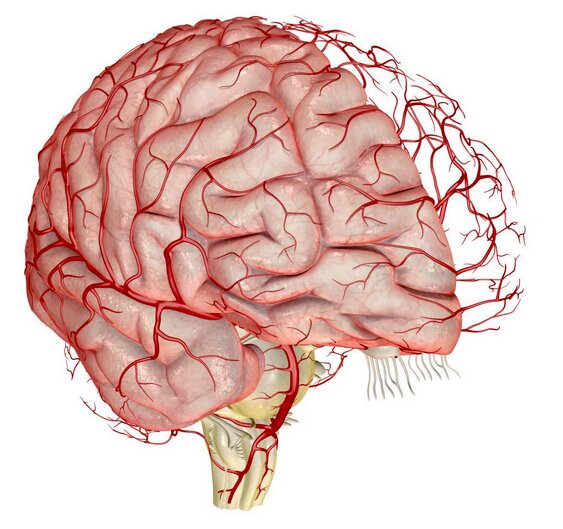 Rating of the best drugs to improve cerebral circulation for 2025