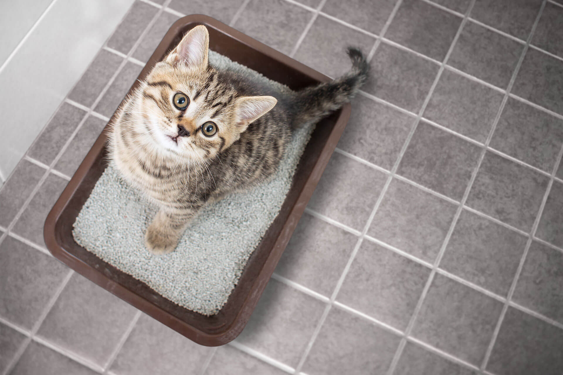 Ranking the best cat litter cleaners for 2025