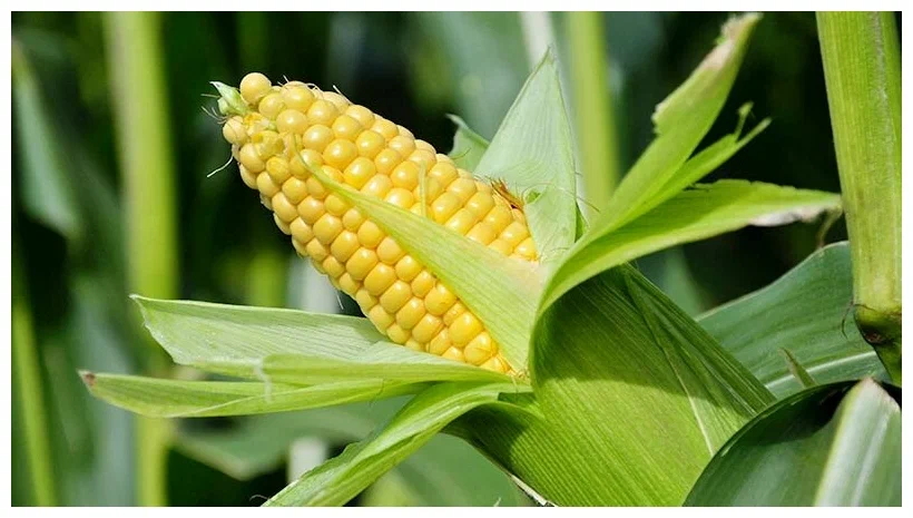 Ranking of the best popcorn corn for 2025