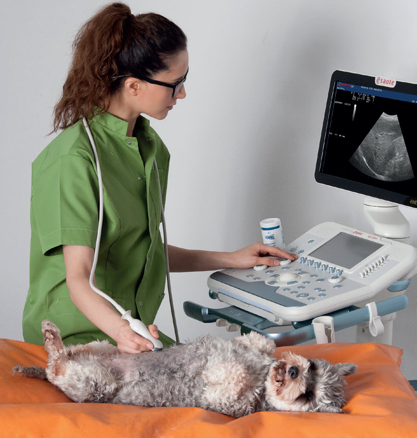 Rating of the best veterinary ultrasound machines for 2025