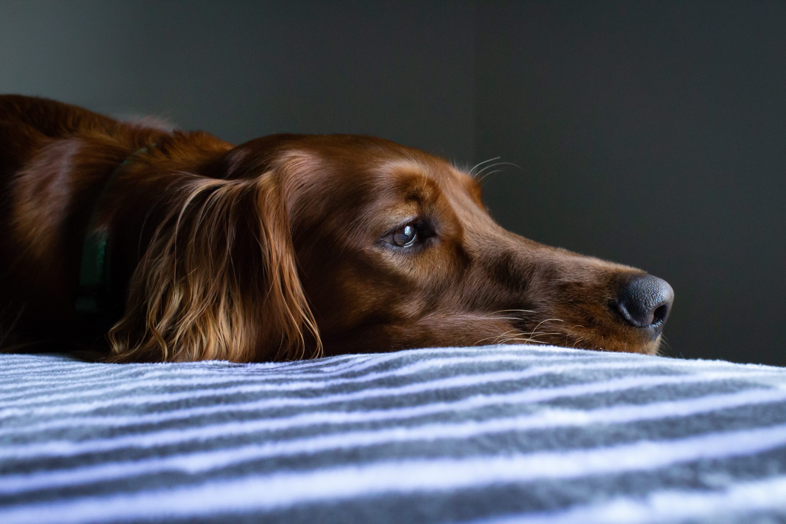 Ocjena najboljih veterinarskih klinika u Sankt Peterburgu za 2025